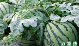 大西瓜视频,短视频时代的创新与魅力